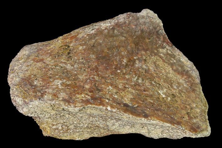 Permian Amphibian Fossil Bone - Texas #153750